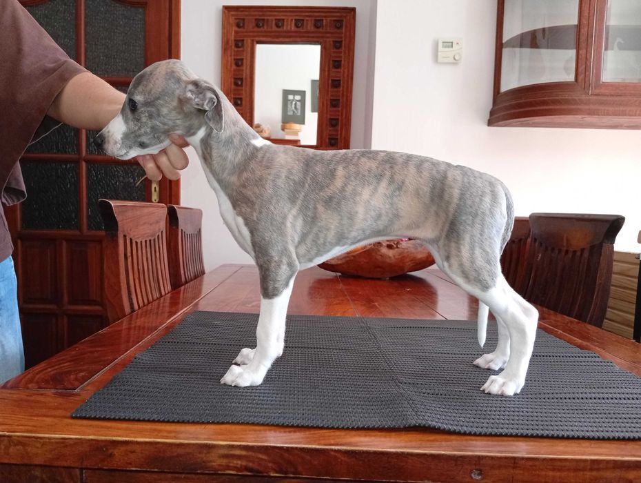 Chart angielski whippet - suczka