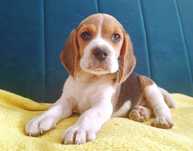 Beagle  trikolor