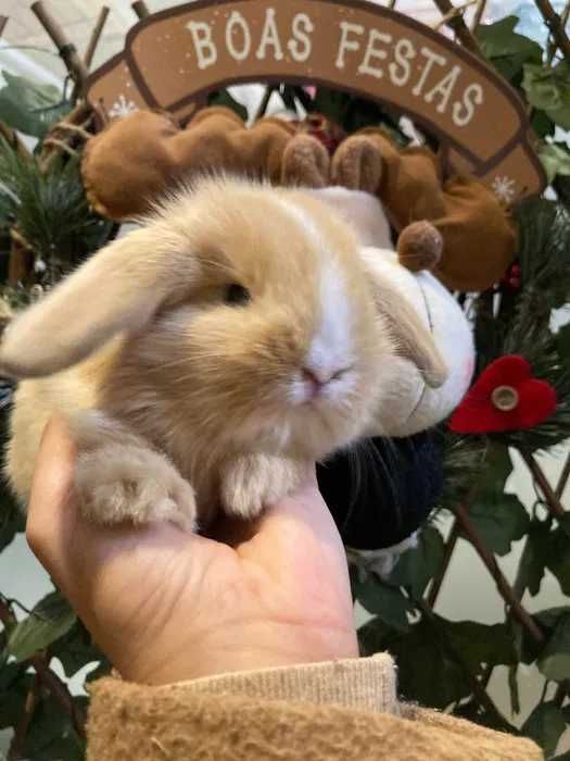 Coelhos Anões Mini Loop , Orelhudo (Loja Profissional)