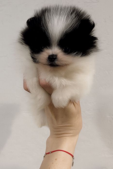 Szpic miniaturowy pomeranian xs mini chlopiec particolor bialo czarny