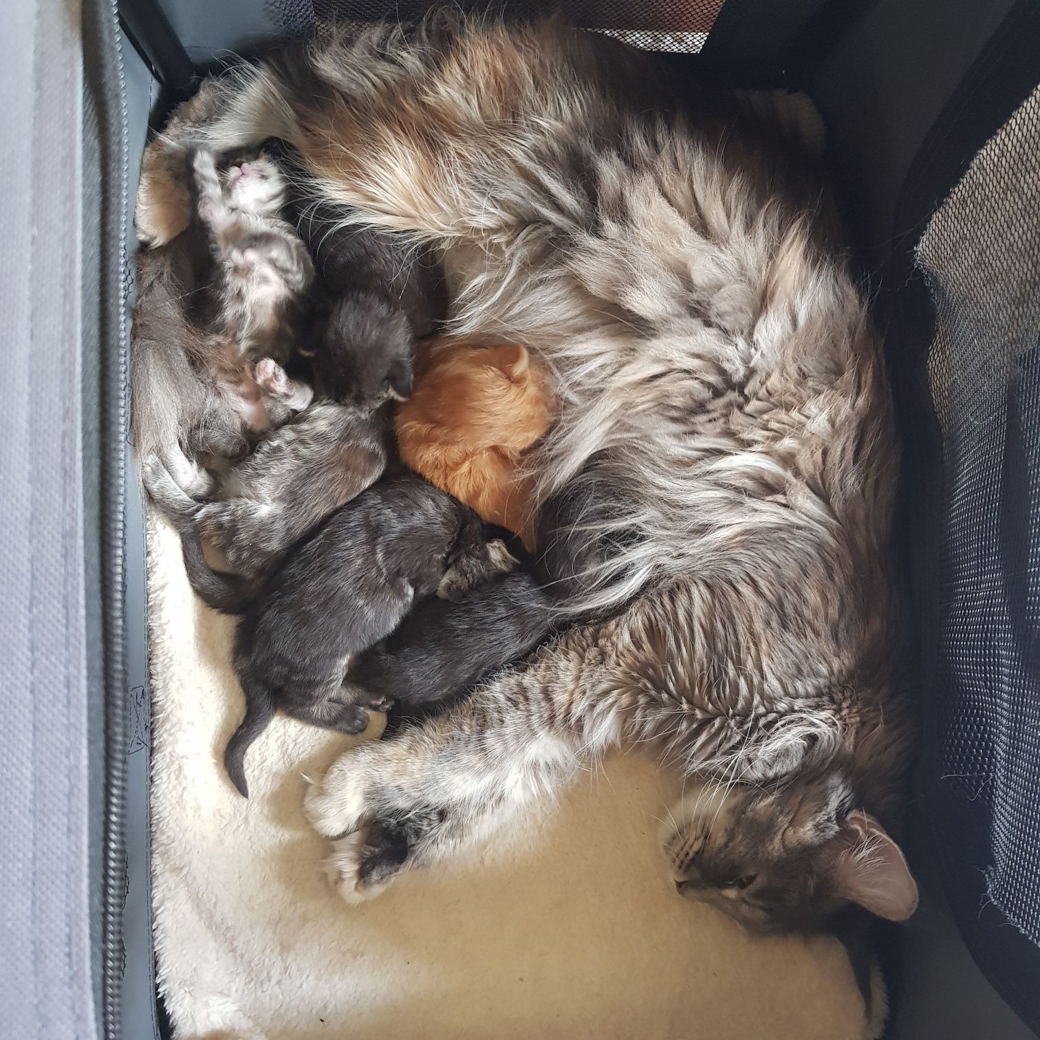 Kocięta Maine Coon