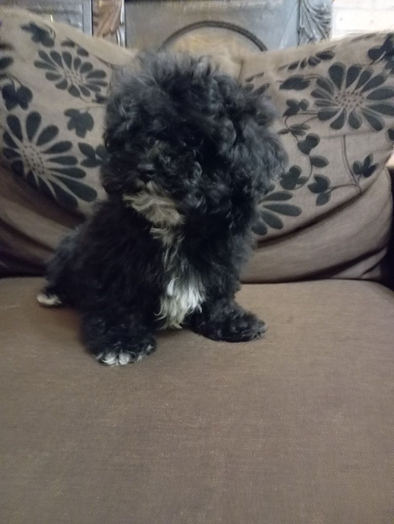 Gibson - Russkaya Tssvetnaya Bolonka - gotowy do odbioru