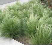 Stipa ou Nassella tenuissima