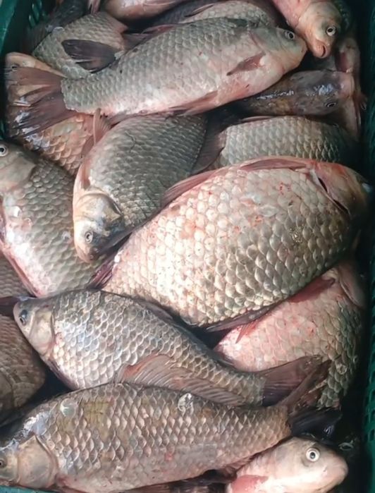 Карась невод/сітка ОПТ з доставкою.