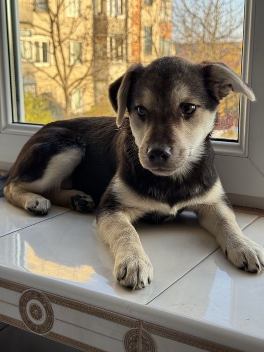 Віддам в добрі руки