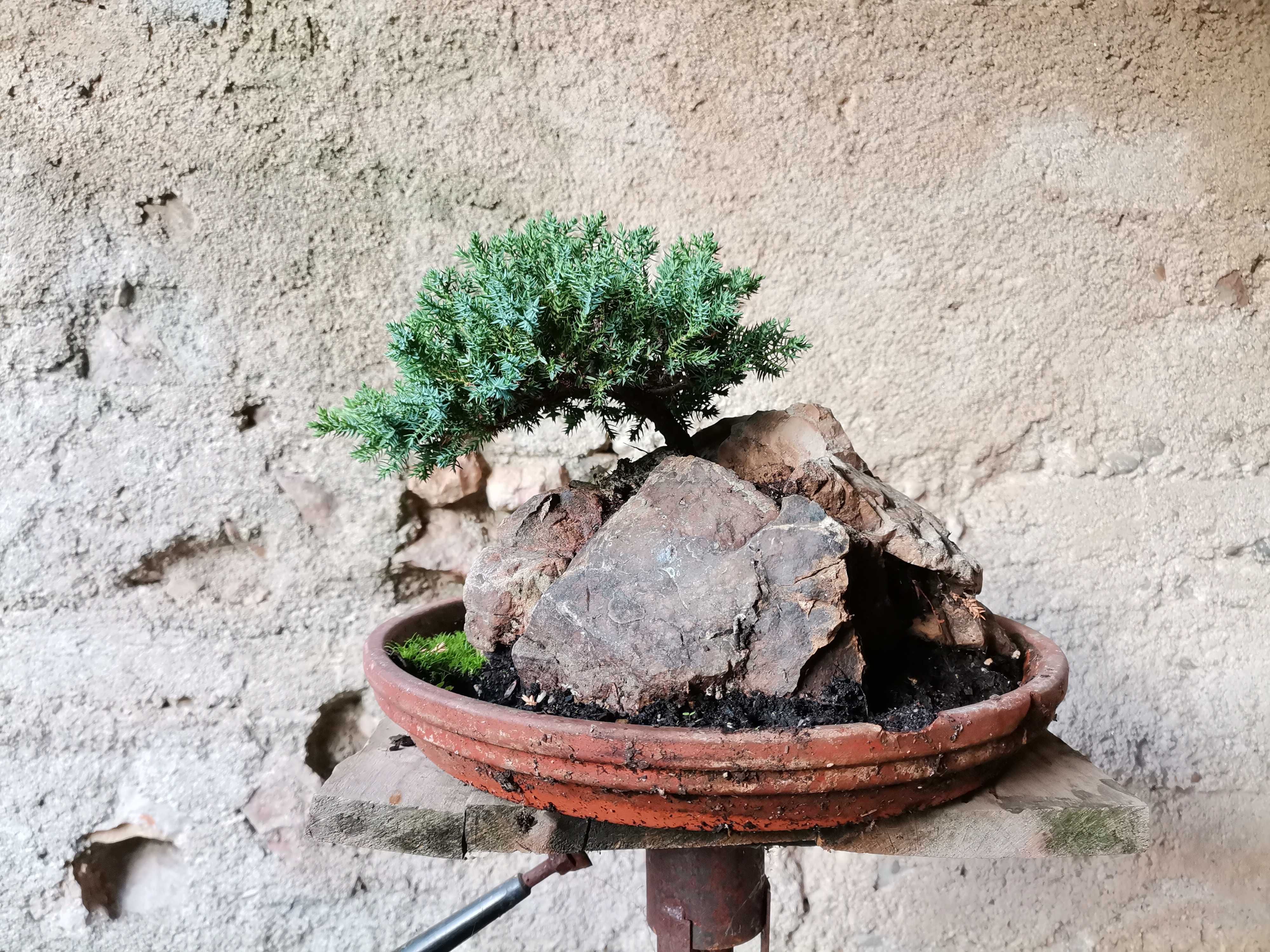 Bonsai em Rochas de "Juniperus P. Nana" - *VENDA URGENTE (DESOCUPAR)*