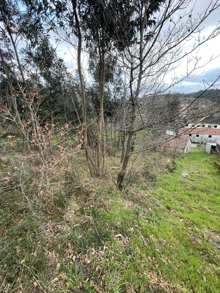 Terreno rustico