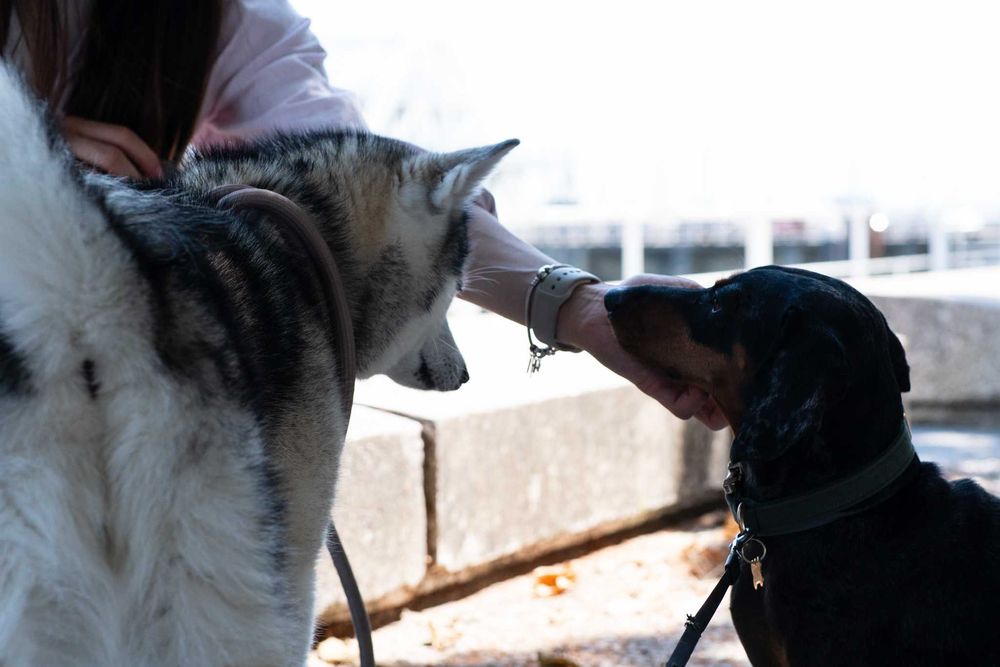 Estadia Familiar Individual - Seu pet nosso único hóspede - pet sitter