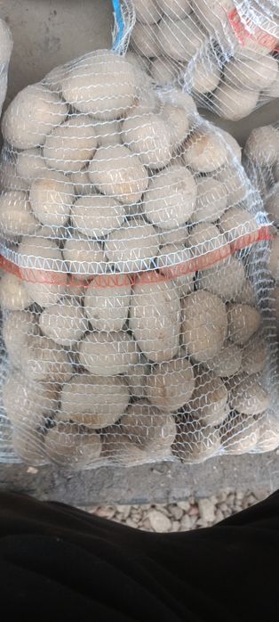 Szprzedam denar ziemniaki