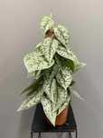 Scindapsus Silver Lady Na paliku