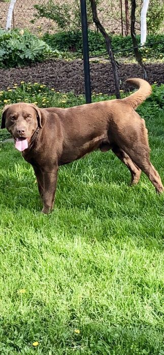 Лабрадор для вязки