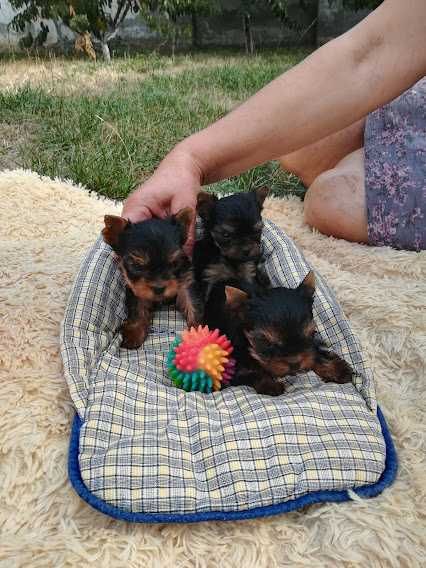 Крихітні комочки щастя – породисті йорки для душі й серця