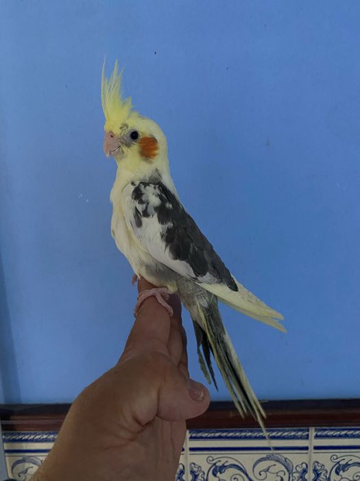 Caturra domesticada - Macho ( certificado sexagem )