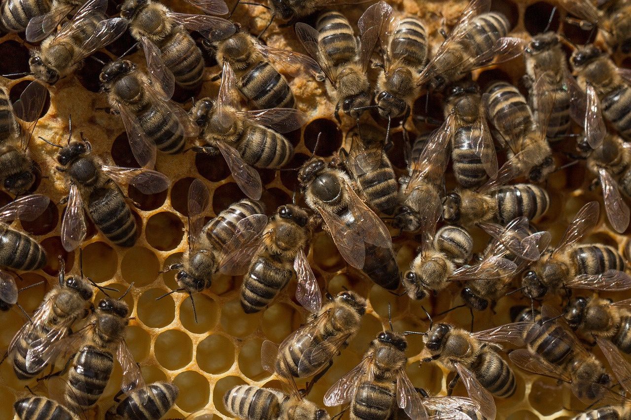 Продам пчелосемьи200грн обсиженая рамка