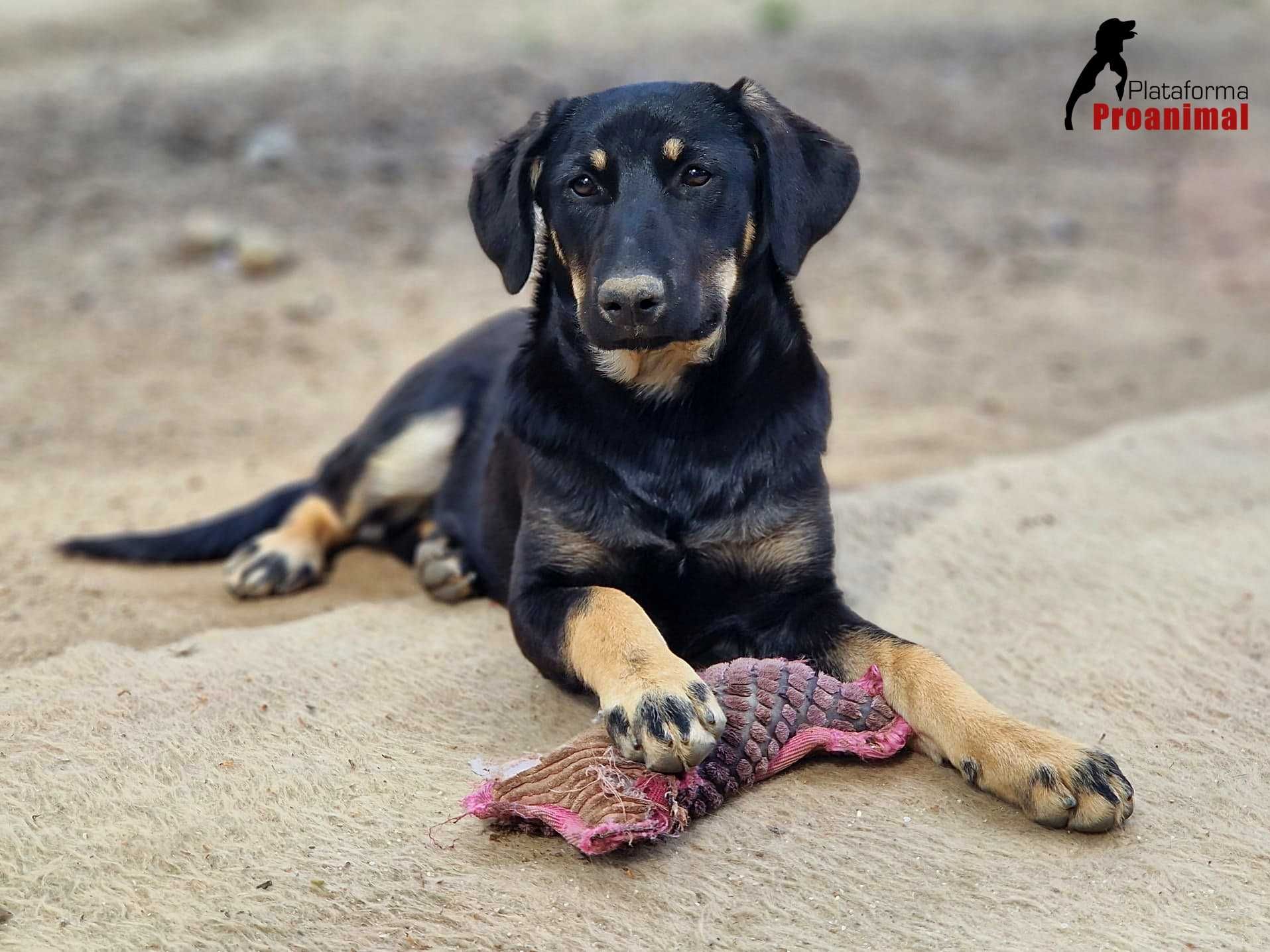 BONNIE - Cadelinha jovem para Adoção