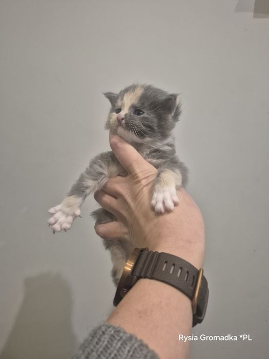 Kolorowa dziewczynka rasy Maine Coon!