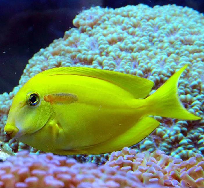 Acanthurus olivaceus