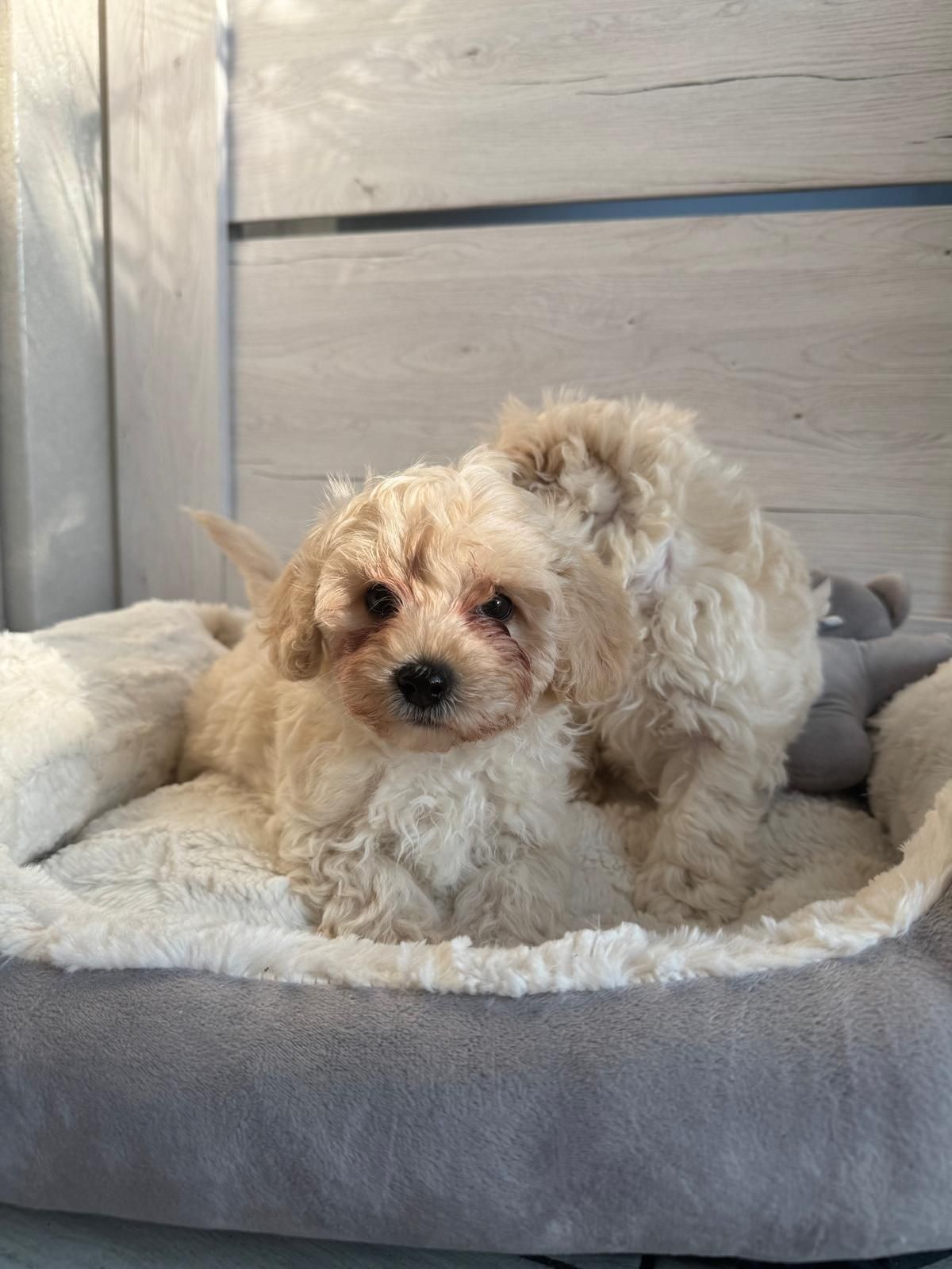 Chłopiec maltipoo