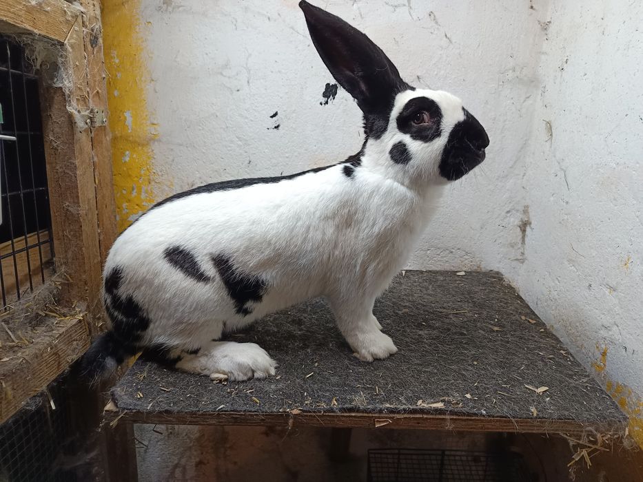 Samce olbrzym srokacz czarny .