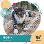 Bobik - kot do adopcji