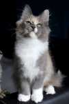 Urocza niebieska szylkretka z bielą maine coon