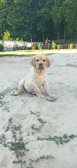 Неймовірні лабрадори цуценята