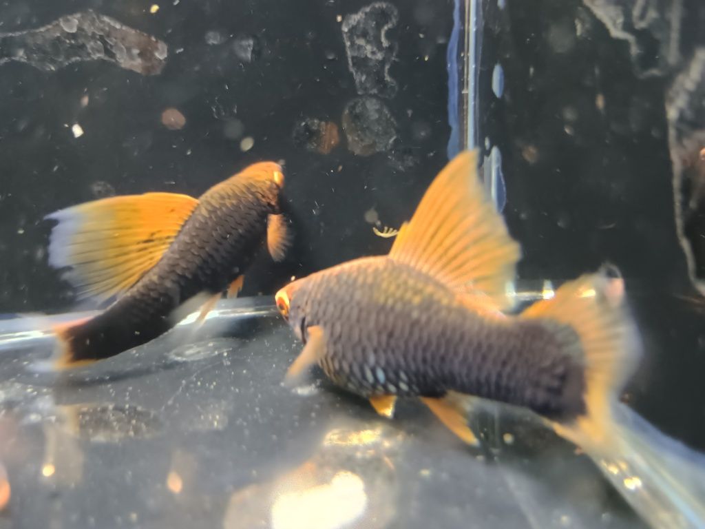 SAMICE  i Samce Mieczyka HAMBURG delta Xiphophorus helleri HAMBURGI
