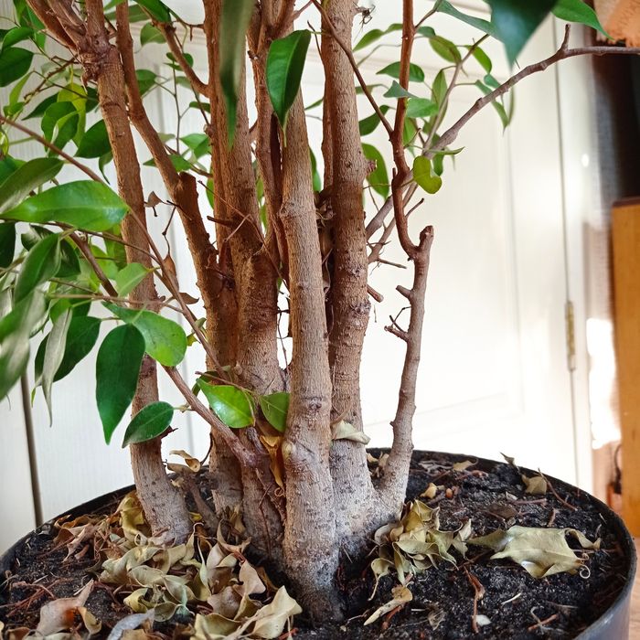 Фікус бенджаміна