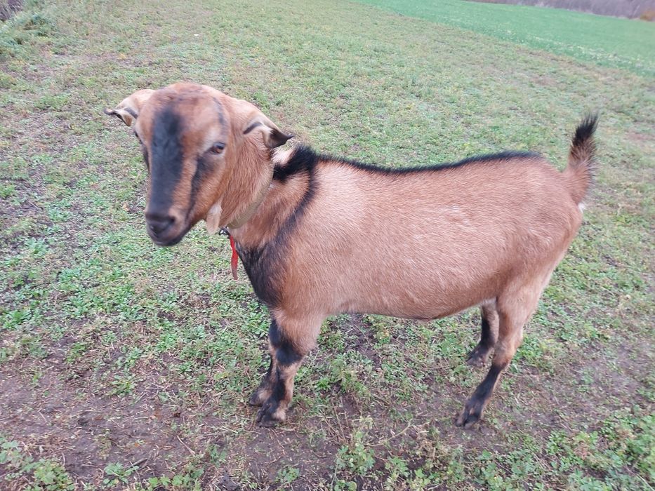 Англо-нубійський цап на покриття