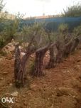 Oliveiras Adultas