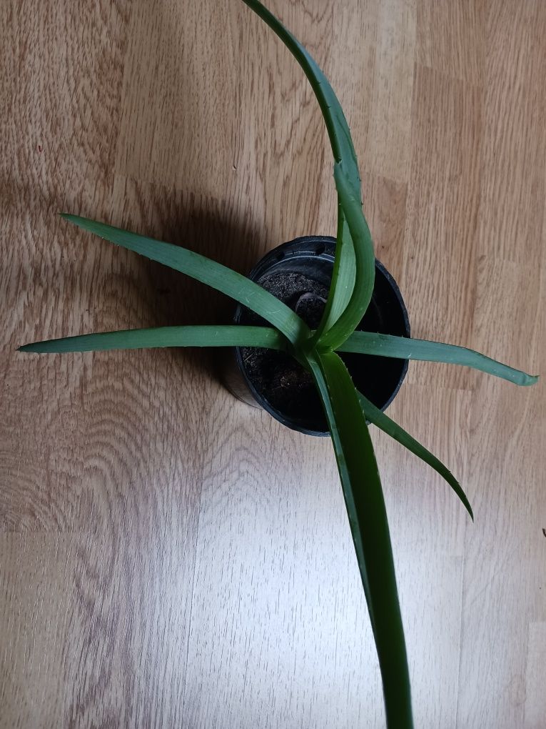 Aloes, sadzonka 15 - 25 cm