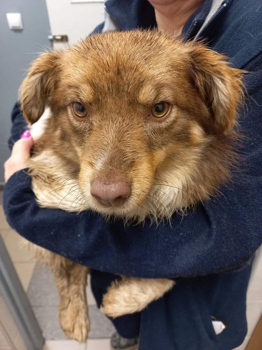 Znaleziona suczka Czartołomie gm.Chojnice