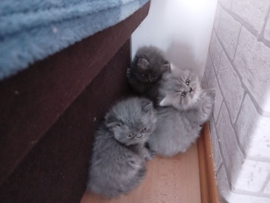 Kotka Perska Długowłosa