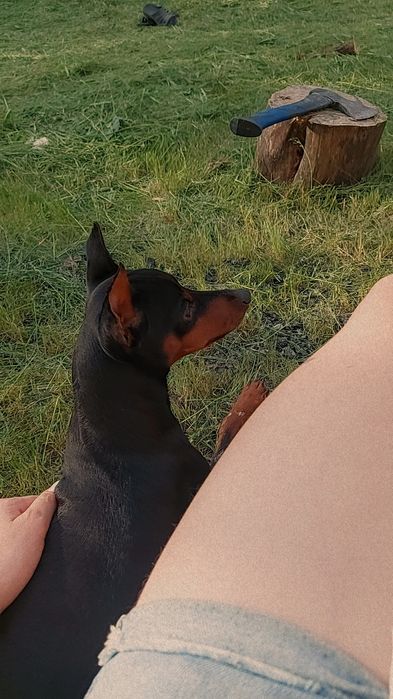 Вязка Цвенгерпінчер доберман