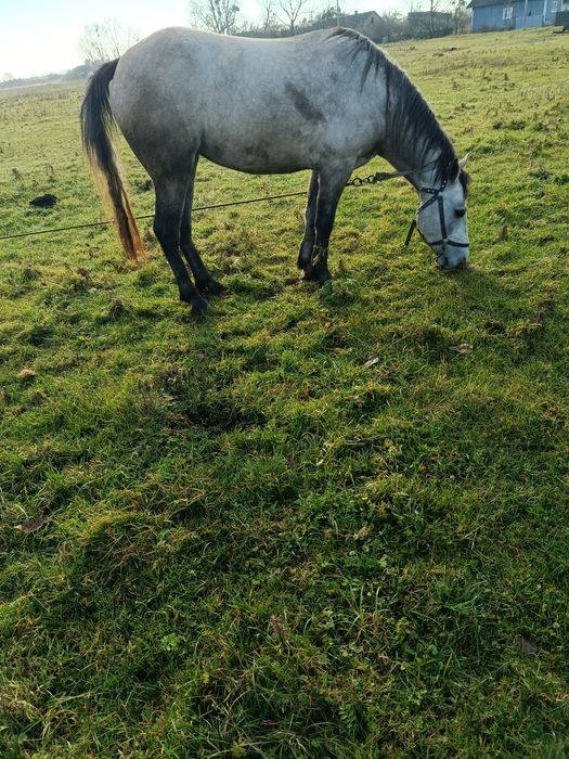 Продам кобилу, 3 роки, жеребна