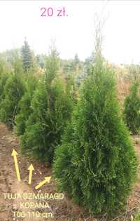 TUJE Szmaragd THUJA 100-110cm kopane 40-130cm od 7 zł