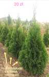 TUJA Szmaragd THUJA 80-160 cm.