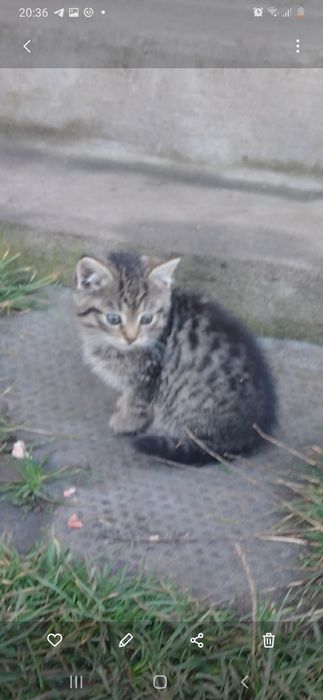 Кошеня 1.5 місяці дівчинка