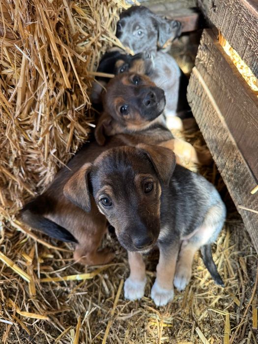 Oddam szczeniaki w dobre ręce (pieski)
