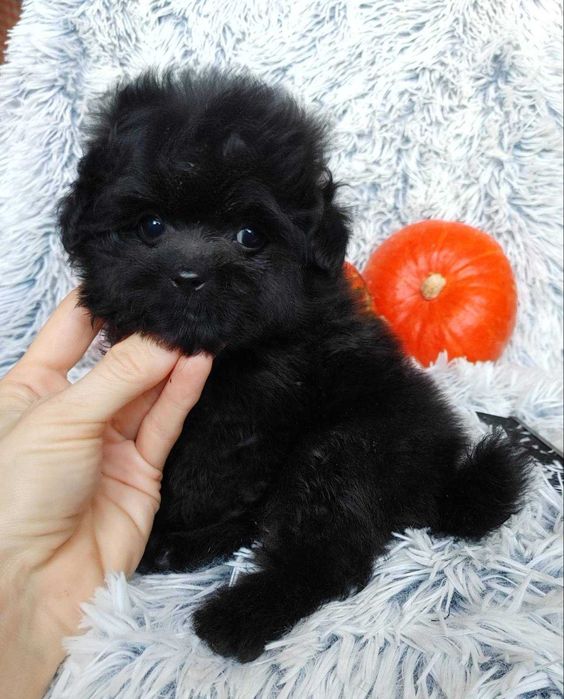 Містер Super пухнастик. Пом-а-пу преміального екстер'єру, добросердий