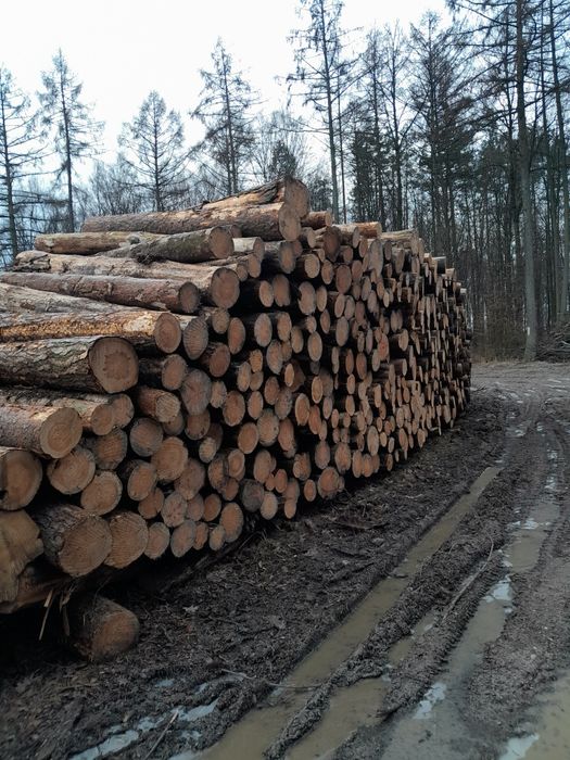 Drewno dąb sosna grab brzoza