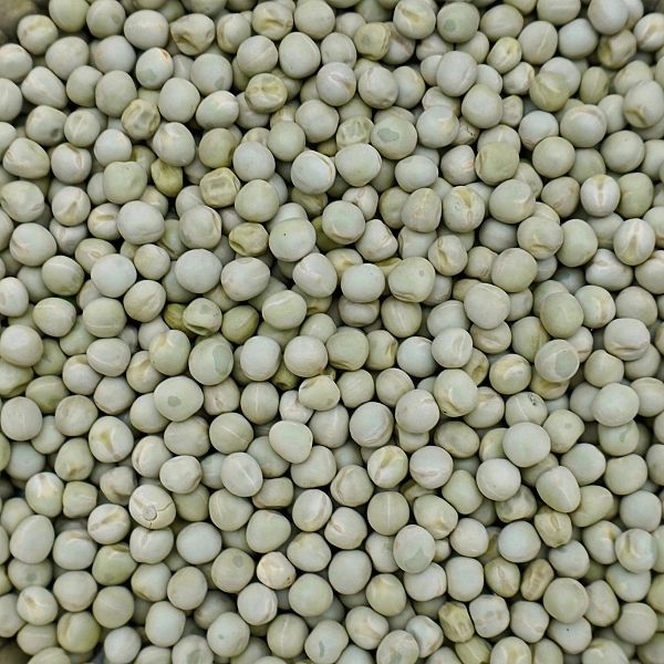 5kg Groch żółty całe ziarno zanęta wędkarska karp karaś leszcz