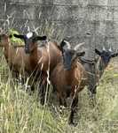 Cabras da raca anã  prenhas e macho anão 5 meses( vendo separado)