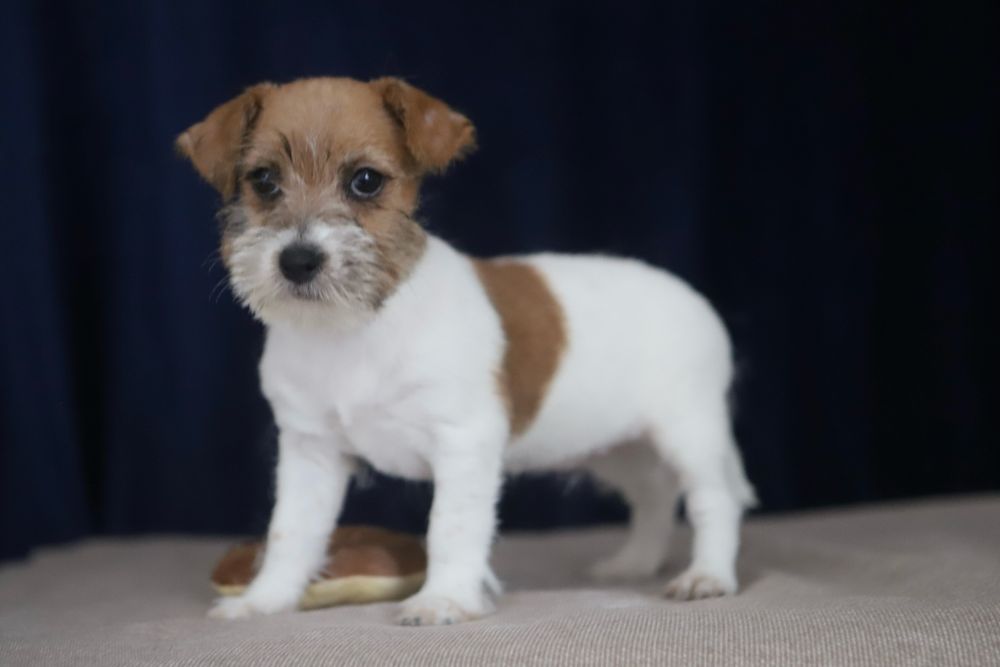 suczka Jack Russell terrier ZKWP/FCI szorstkowłosa