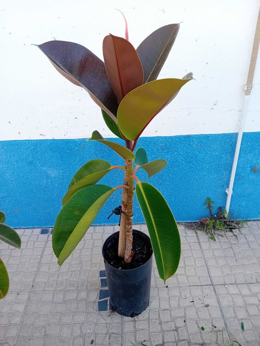 A'rvore borracheira Ficus Ela'stica