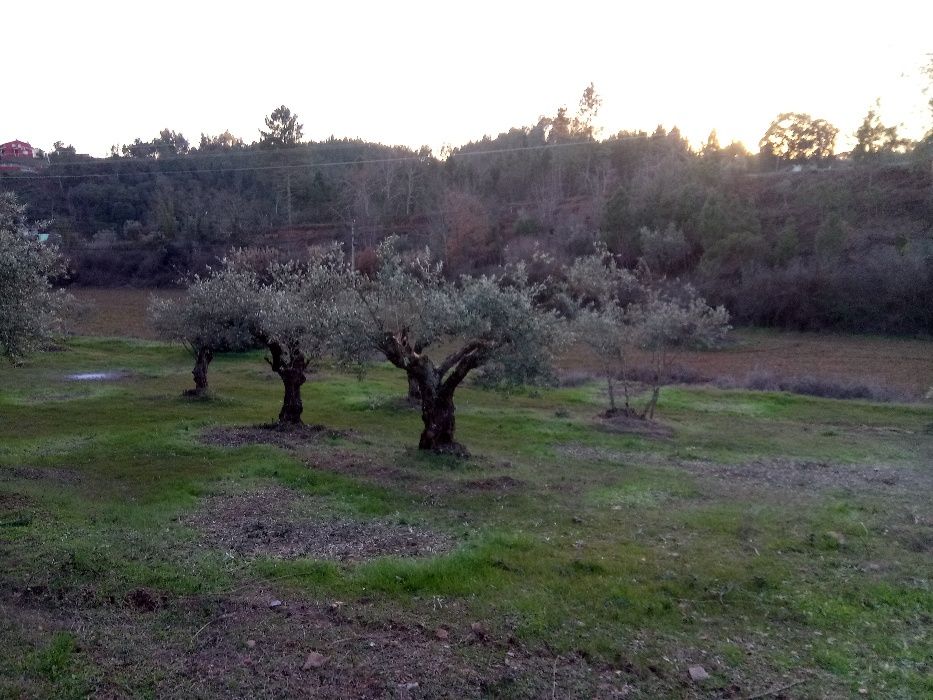 Limpeza lavoura de terrenos agrícolas/florestais e podas