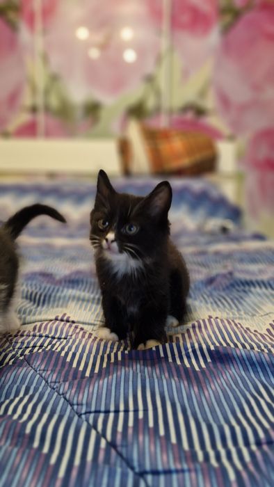 Віддам котика в добрі руки