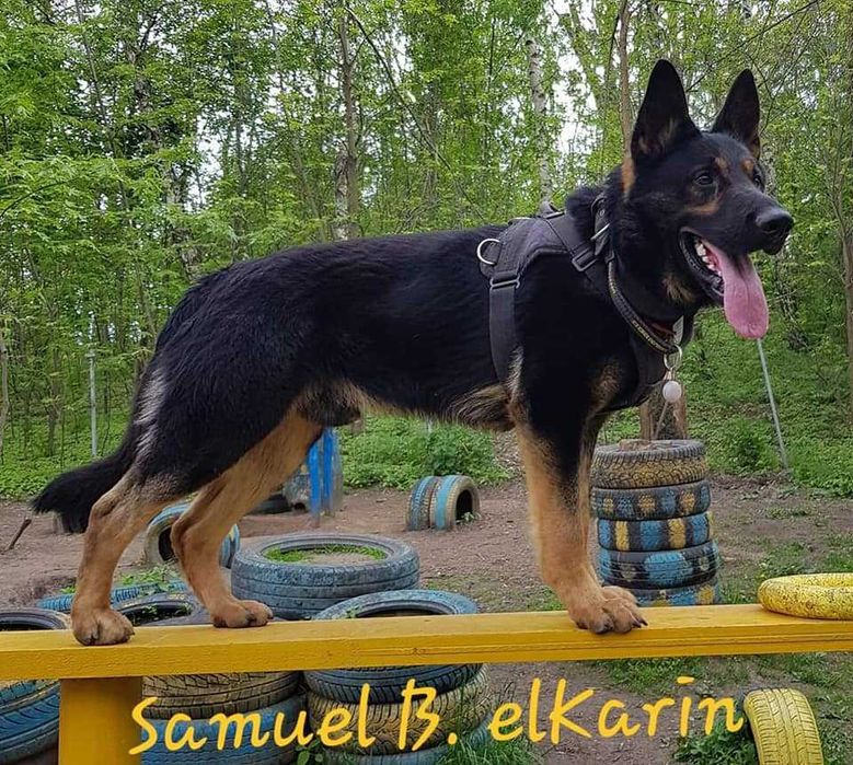 Немецкая овчарка кобель на вязку