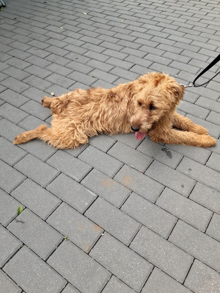 Śliczny młody piesek w typie teriera Toffi do adopcji ze schroniska.