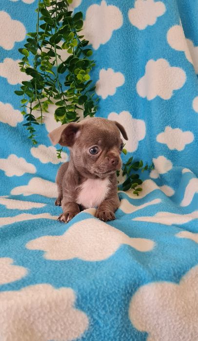 Excelente menina mini mini Chihuahua / Chiuaua de Qualidade